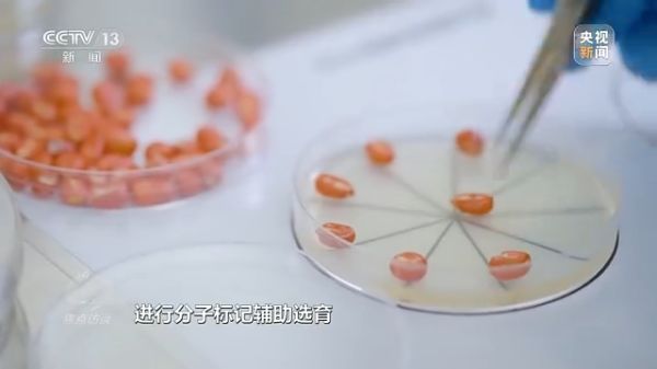 usdt全球娱乐城集团,长沙杀虫剂,长沙光气衍生物,长沙氨基酸保护剂,长沙锂离子电池材料